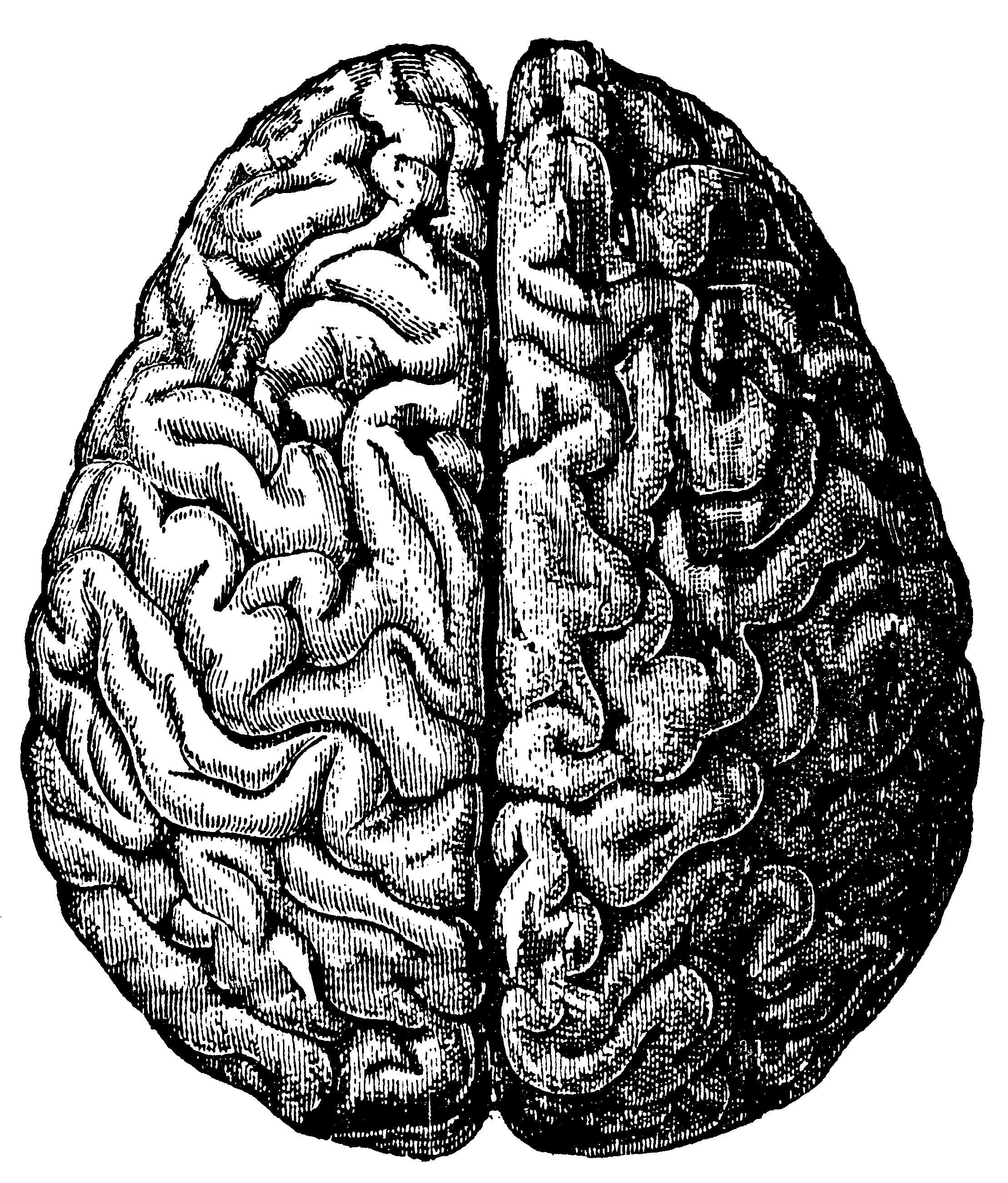 2219x2605 Free Vintage Brain Graphics Fab N' Free
