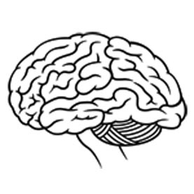 277x277 Human Brain Drawing Easy
