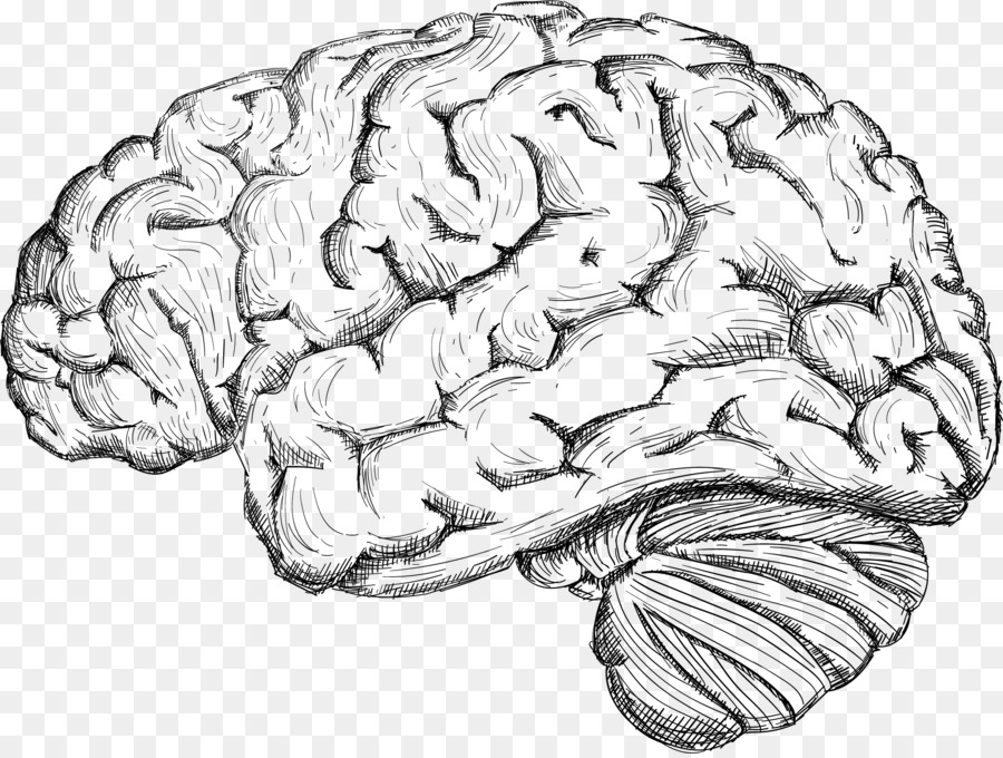 900x680 Human Brain Drawing Cerebrum
