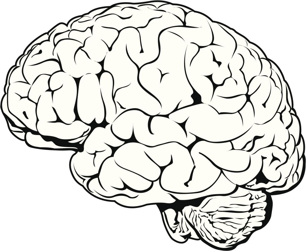 1024x840 Simple Drawing Of Brain Brain Clipartsco Art Reference