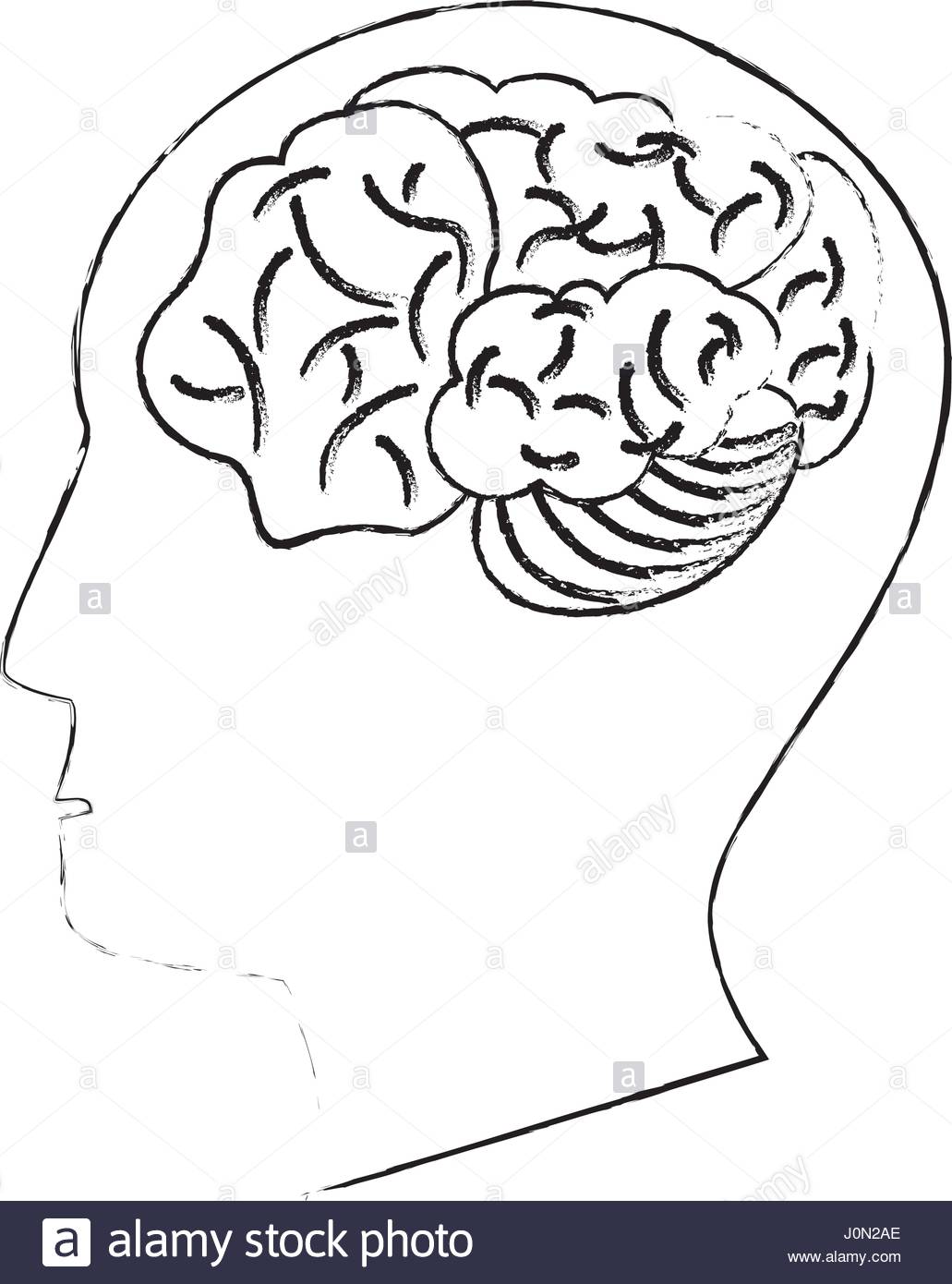 1031x1390 Head Human Brain Thinking Idea Sketch Stock Vector Art