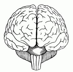 236x231 How To Draw A Brain