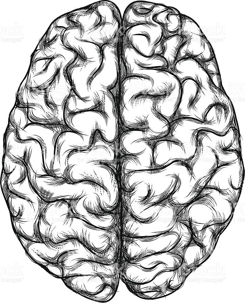 829x1024 Brain Drawings Clip Art 101 Clip Art