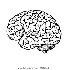 236x246 Human Brain Sketch