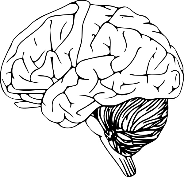600x576 Brains Clipart Vector Art