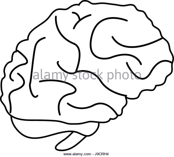 597x540 Brain Illustration Black And White Stock Photos Amp Images
