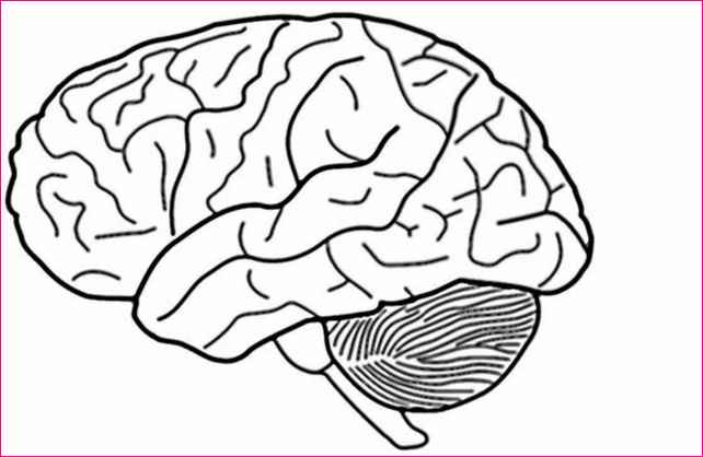 642x418 Easy To Draw Cartoon Brain Simple Image Gallery