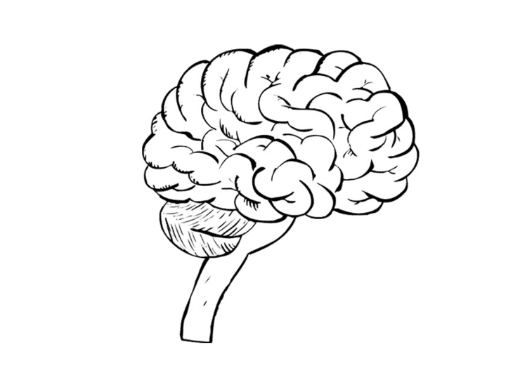 750x531 Coloring Page Brain