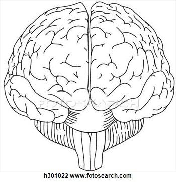 350x362 Brain Clipart Front