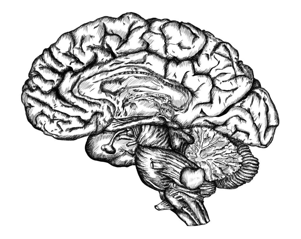 1024x813 New Theory Of The Brain Overturns Past Dogma Big Think