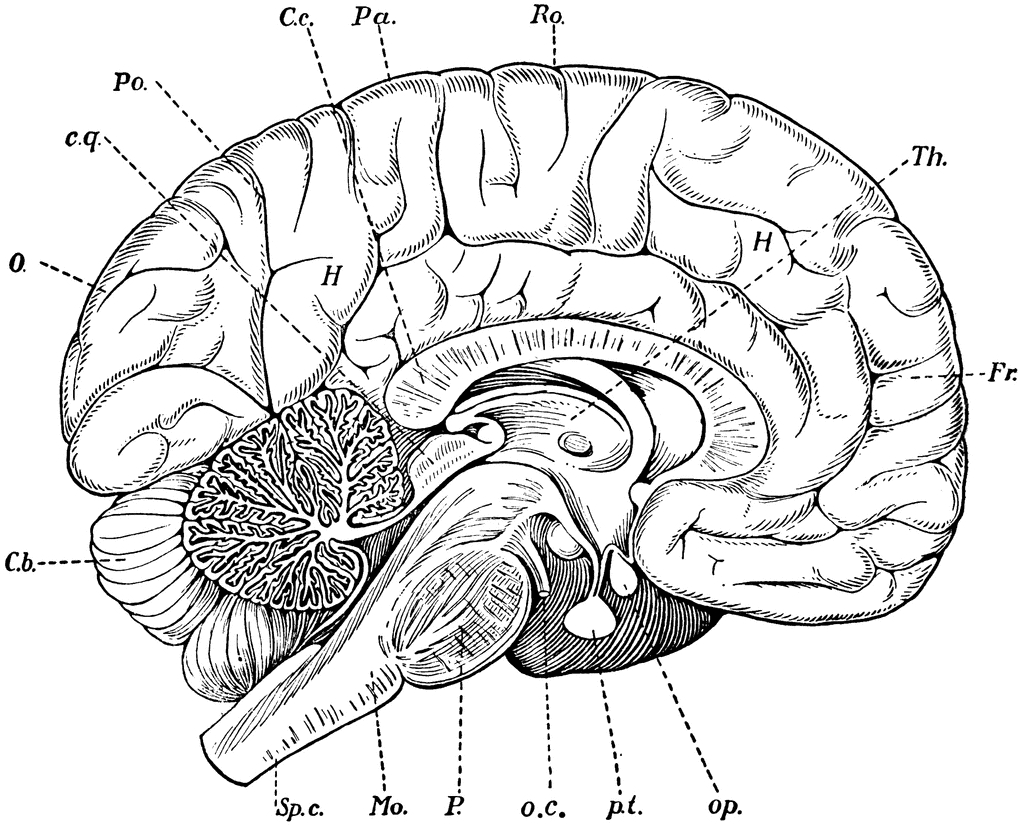 1024x825 Simple Labeled Pencil Sketch Diagram Of Human Brain Drawn Brain
