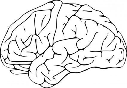 425x296 Brain Drawing Cliparts Free Download Clip Art Free Clip Art