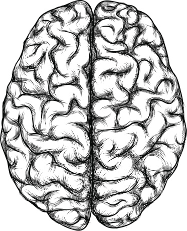 373x460 Gallery Drawings Of Brain,