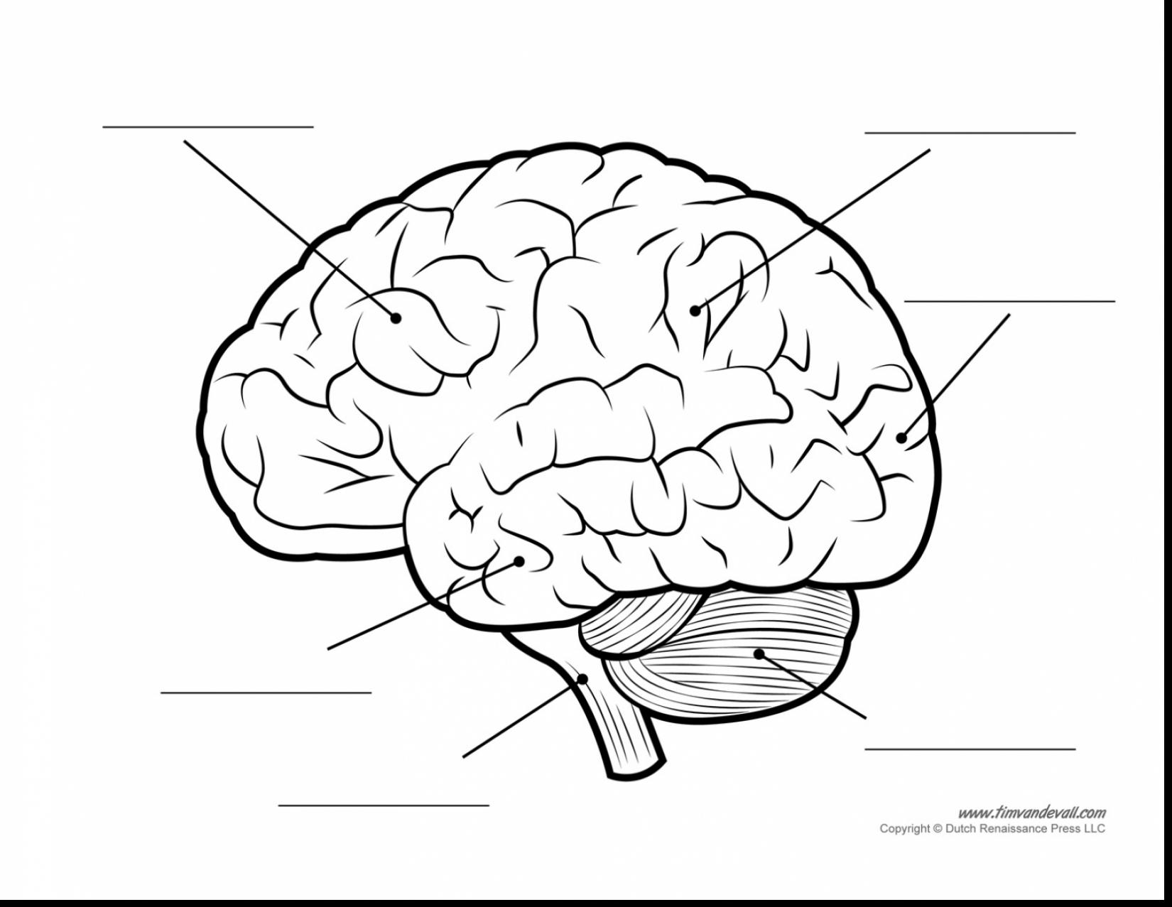 1650x1277 Brain Coloring Page
