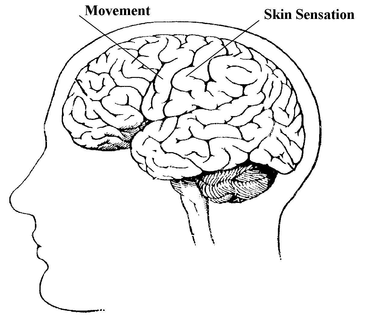 1229x1101 How The Brain Works Music Educationtherapy Brain