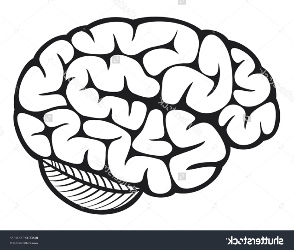1024x869 Images Of Simple Drawing Of A Brain Simple Brain Drawing The Human