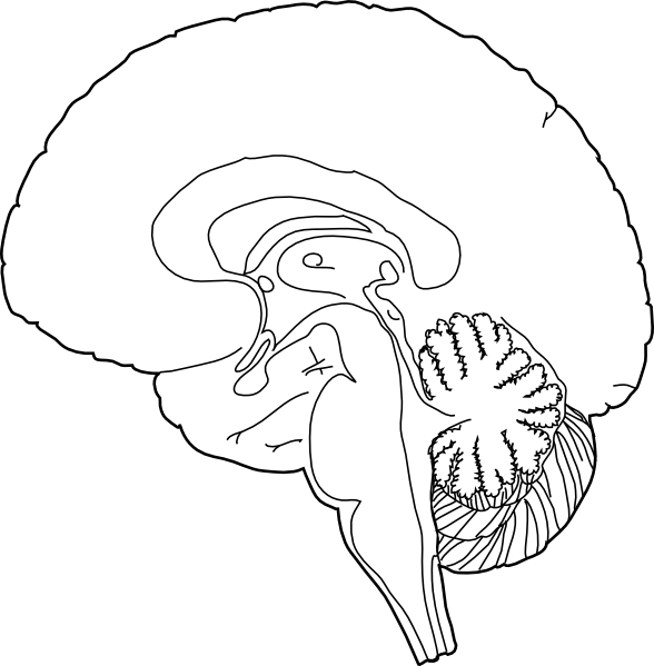 588x599 Sagittal Brain Simple Clip Art