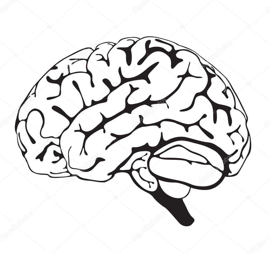 1023x956 Simple Human Brain Drawing