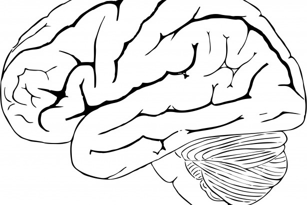 615x410 The 5 Simple Secrets That Make Up The Brain Xzistor Lab