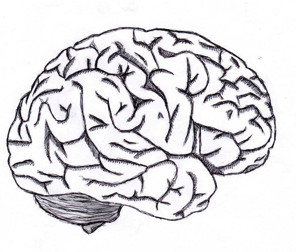 1024x873 Brain Drawing Simple Images