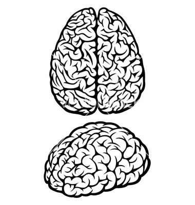 380x400 Human Brain Vector Design Brain, Tattoo And Drawings