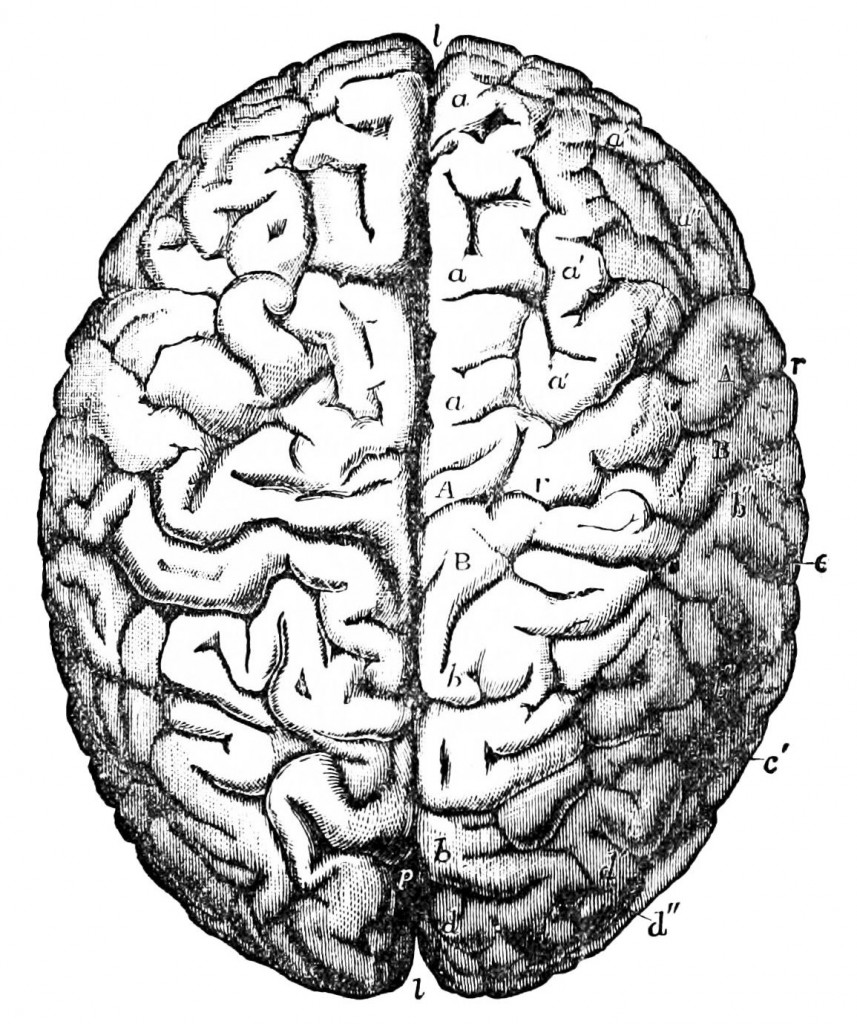 857x1024 Drawn Brain Victorian