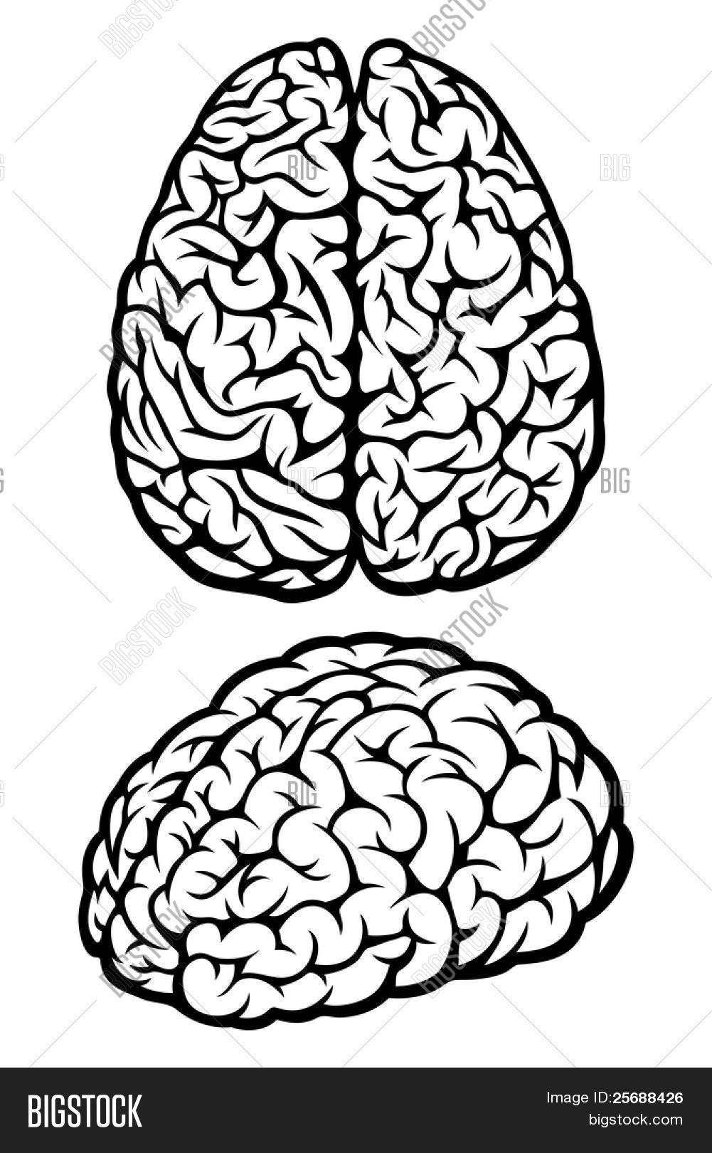 1001x1620 Brain. Vector Illustration Vector Amp Photo Bigstock