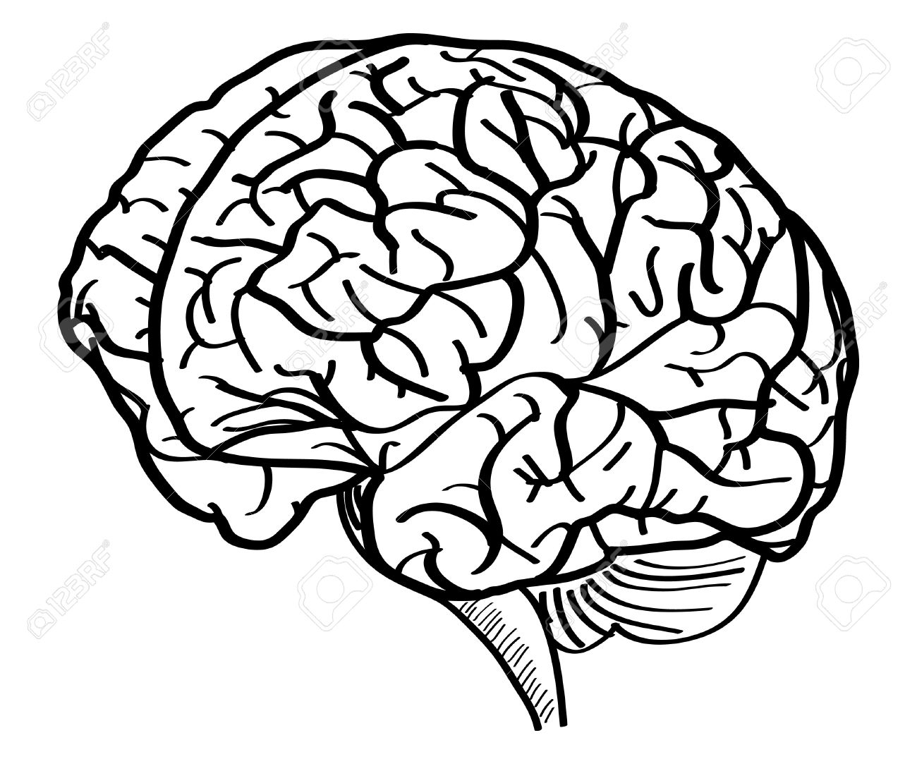 1300x1083 Drawn Brains Vector Art