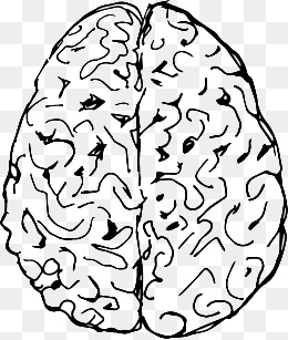 260x307 Hand Drawn Brain, Brains, Brain Dong, The Human Brain Png Image