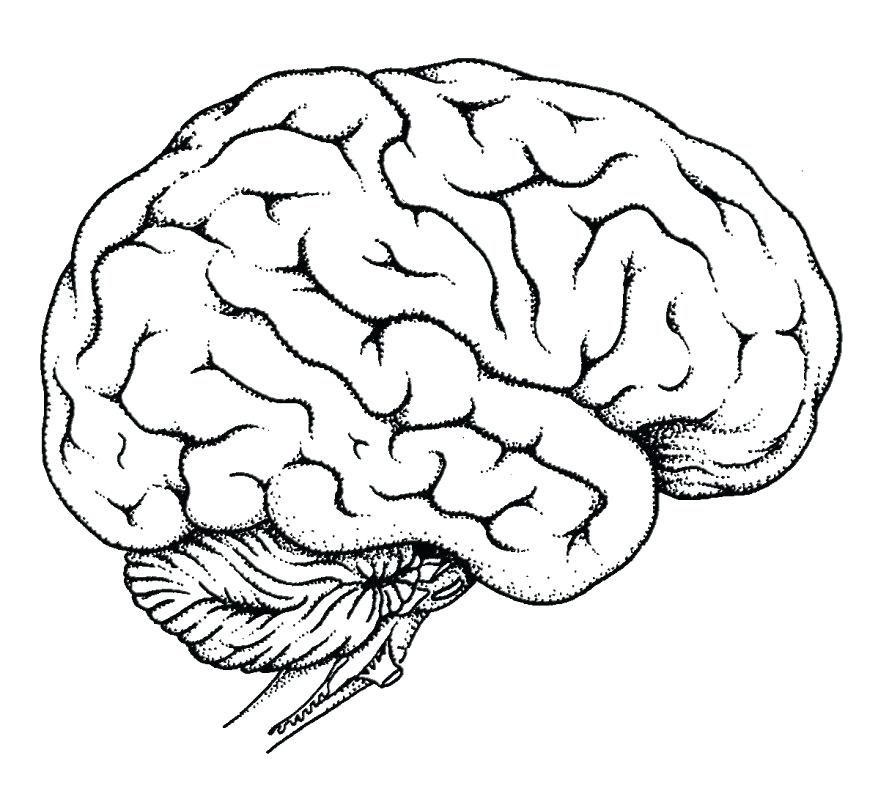 Brain Line Drawing at GetDrawings | Free download