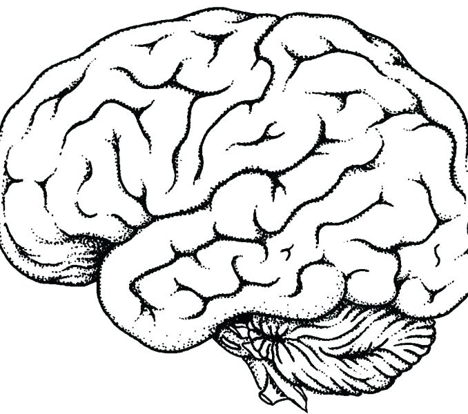 678x600 Brain Anatomy Illustration