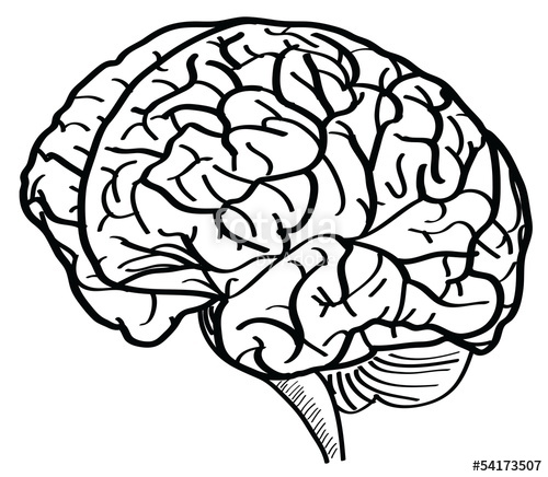 500x436 Human Brain Vector Outline Sketched Up. Stock Image And Royalty