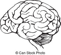 212x194 Outline Human Brain. Vector Illustration Of Human Brain In Clip