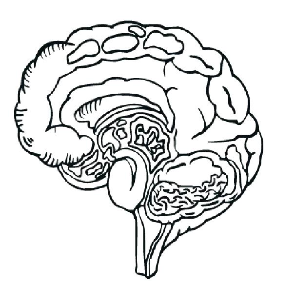 605x590 Good Brain Coloring Pages New To Print Drawn Page Pencil And