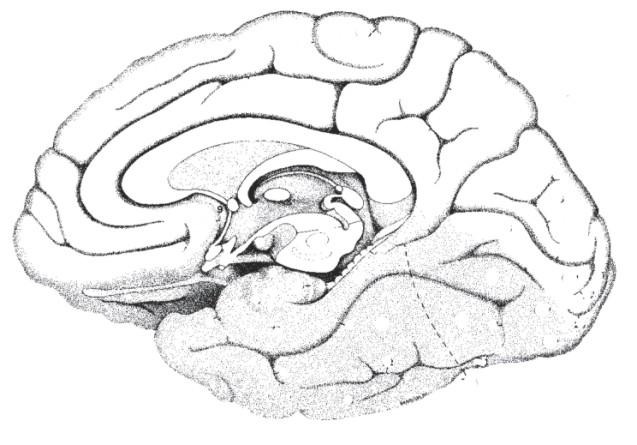 637x445 Human Brain Outline Drawing