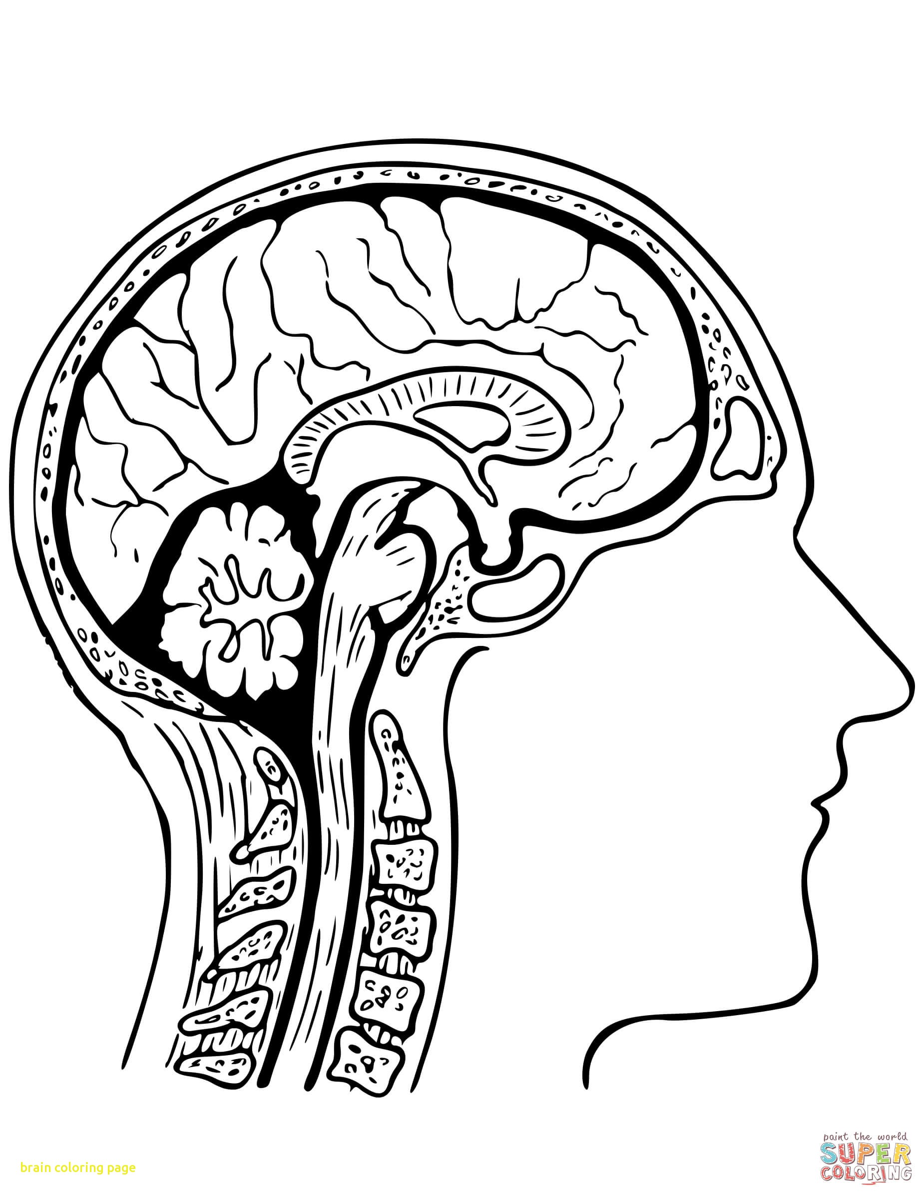 1850x2394 Brain Coloring Page With Drawn Brain Coloring Page Pencil And