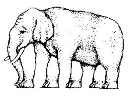 455x326 How To Draw An Elephant