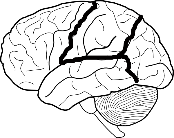 600x475 Brains Clipart Hand Drawn