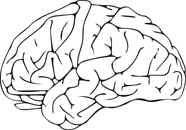 600x418 Brain 03 Free Vector In Open Office Drawing Svg ( Svg ) Vector
