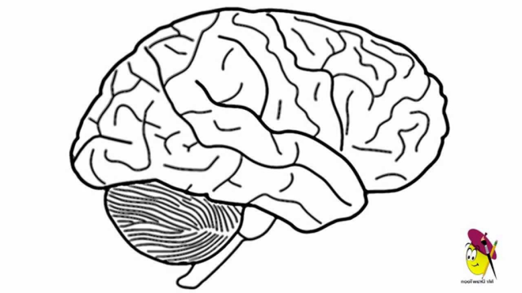 1024x576 Gallery Easy Drawings Of Brains,