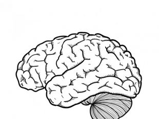 310x233 Hand Drawn Brain Free Vectors Ui Download