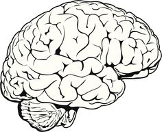 236x193 Simple Drawing Of Brain Brain Clipartsco Art Reference