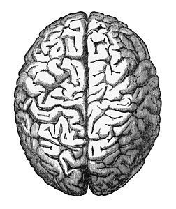252x300 Brain Drawing