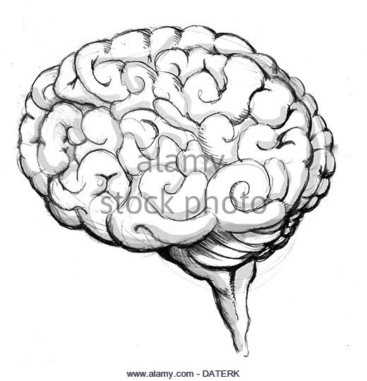 520x540 Brain Drawing Stock Photos Amp Brain Drawing Stock Images