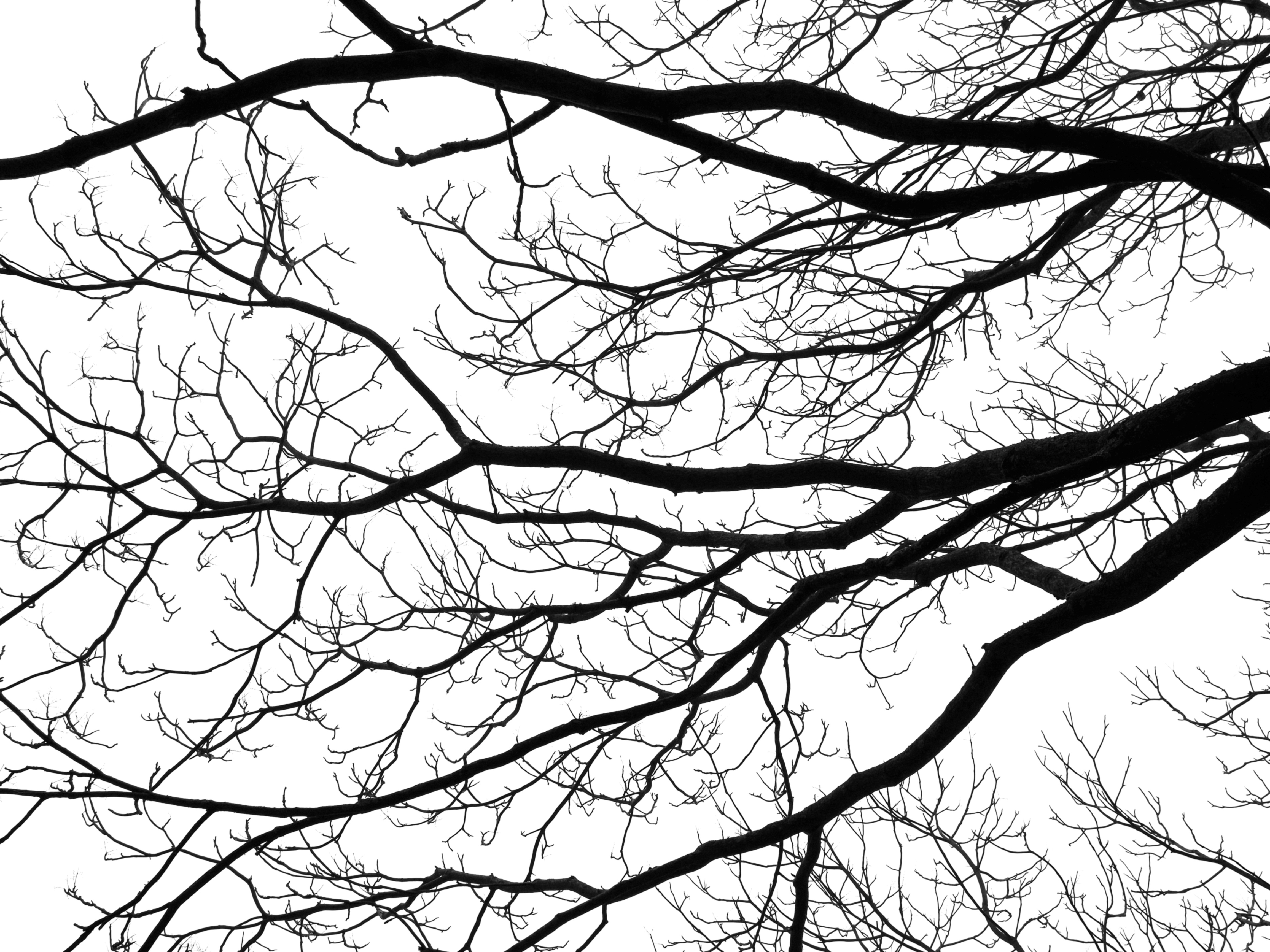 4608x3456 Free Images Tree, Branch, Silhouette, Winter, Abstract, Black