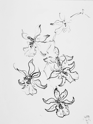 376x500 Christian Peltenburg Brechneff Flower Drawings