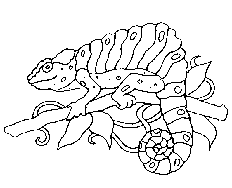 794x644 Rainforest Animal Coloring Pages Printable For Sweet Print Draw