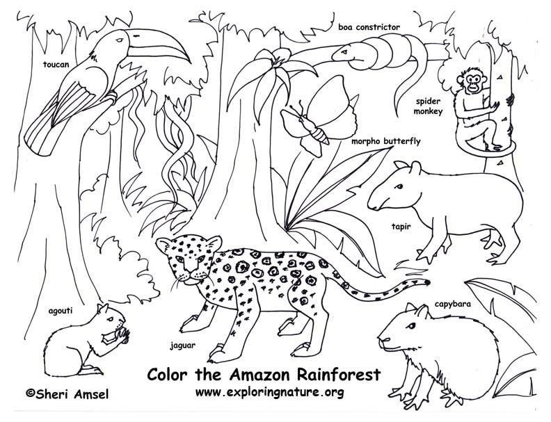 792x607 Rainforest Animal Coloring Pages Printable For Sweet Print Draw