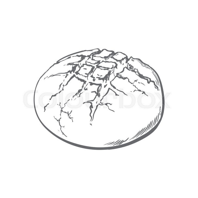 800x800 Vector Sketch Fresh Round Rye Bread Loaf. Detailed Hand Drawn
