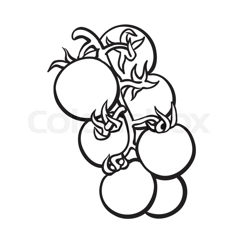 800x800 Sketch Style Drawing Of Shiny Ripe Cherry Tomatoes, Vector